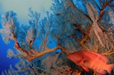 Thailand Dive Sites
